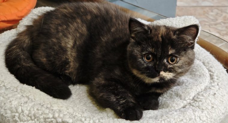 Brit rövidszőrű fekete tortie