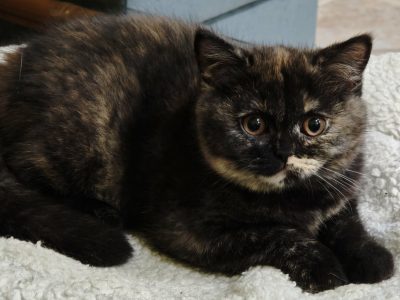 Brit rövidszőrű fekete tortie