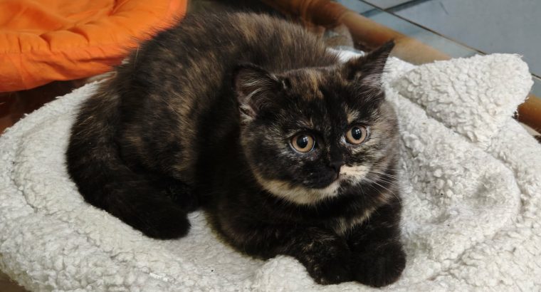 Brit rövidszőrű fekete tortie