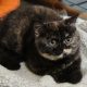 Brit rövidszőrű fekete tortie