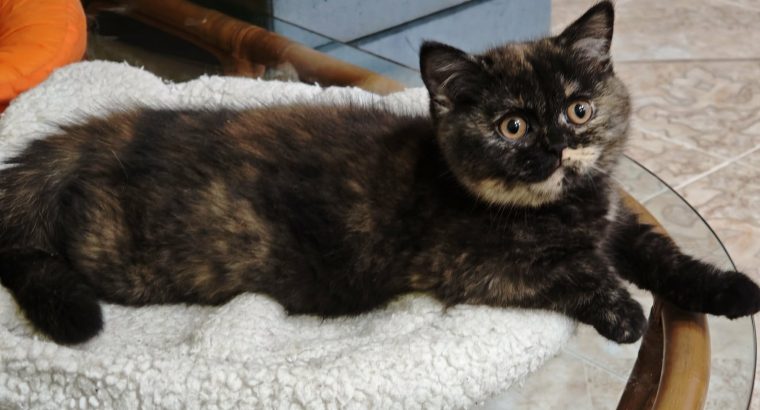 Brit rövidszőrű fekete tortie
