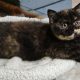 Brit rövidszőrű fekete tortie
