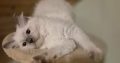 Yoshi – cuki ragdoll kisfiú
