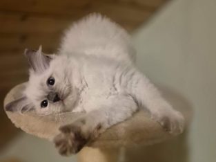 Yoshi – cuki ragdoll kisfiú