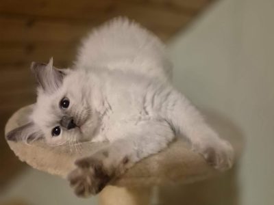 Yoshi – cuki ragdoll kisfiú