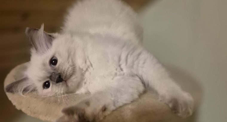 Yoshi – cuki ragdoll kisfiú