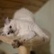 Yoshi – cuki ragdoll kisfiú