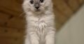 Yoshi – cuki ragdoll kisfiú