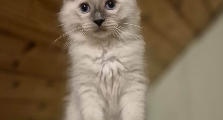 Yoshi – cuki ragdoll kisfiú