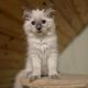 Yoshi – cuki ragdoll kisfiú