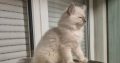 Yoshi – cuki ragdoll kisfiú