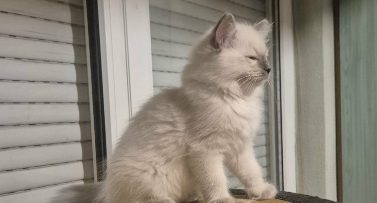 Yoshi – cuki ragdoll kisfiú
