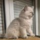 Yoshi – cuki ragdoll kisfiú