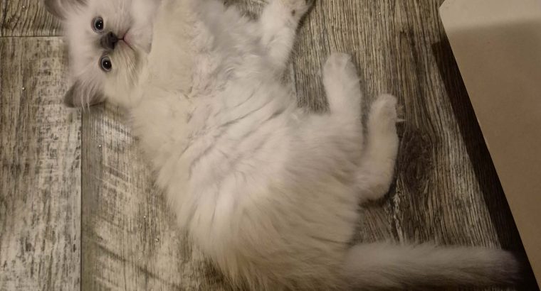 Yoshi – cuki ragdoll kisfiú