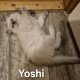 Yoshi – cuki ragdoll kisfiú