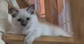 Yoshi – cuki ragdoll kisfiú