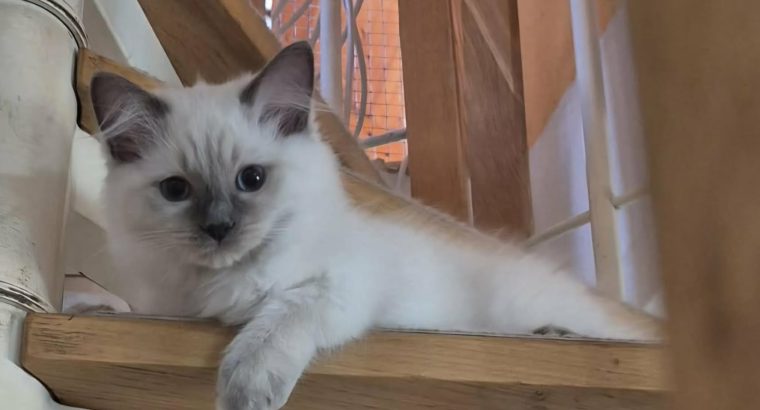Yoshi – cuki ragdoll kisfiú