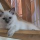 Yoshi – cuki ragdoll kisfiú