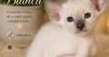 Keleti rövidszőrű Soft Paws Bianca