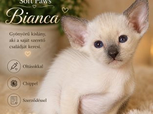 Keleti rövidszőrű Soft Paws Bianca
