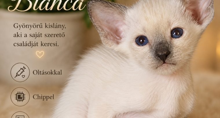 Keleti rövidszőrű Soft Paws Bianca