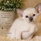 Keleti rövidszőrű Soft Paws Bianca
