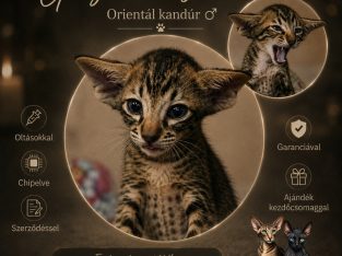 Keleti rövidszőrű Soft Paws Belano