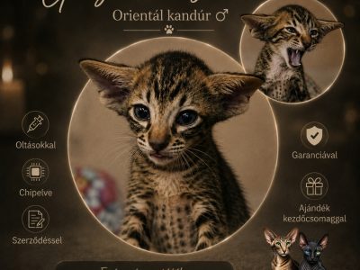 Keleti rövidszőrű Soft Paws Belano