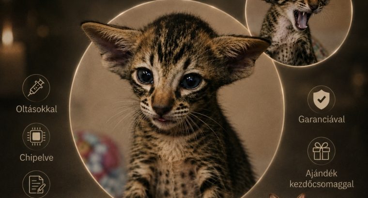 Keleti rövidszőrű Soft Paws Belano