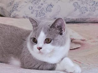 Lila feher kiralylany