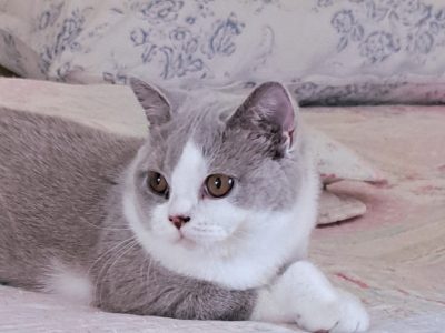 Lila feher kiralylany