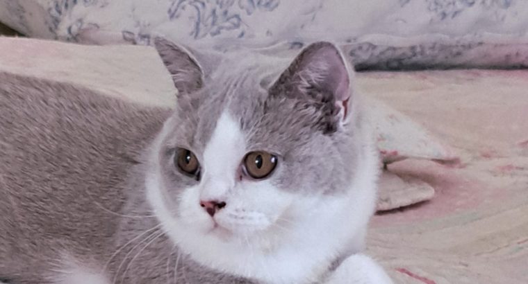 Lila feher kiralylany