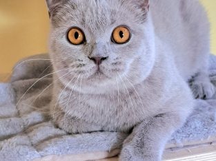 Lila kislany