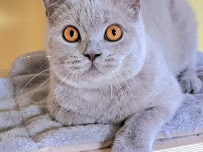 Lila kislany