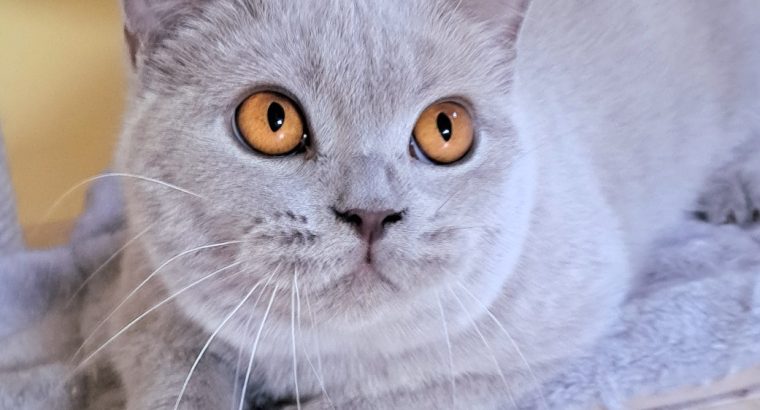 Lila kislany