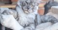 Maine Coon kandúr