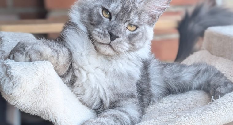 Maine Coon kandúr