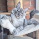 Maine Coon kandúr