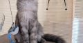 Maine Coon kandúr