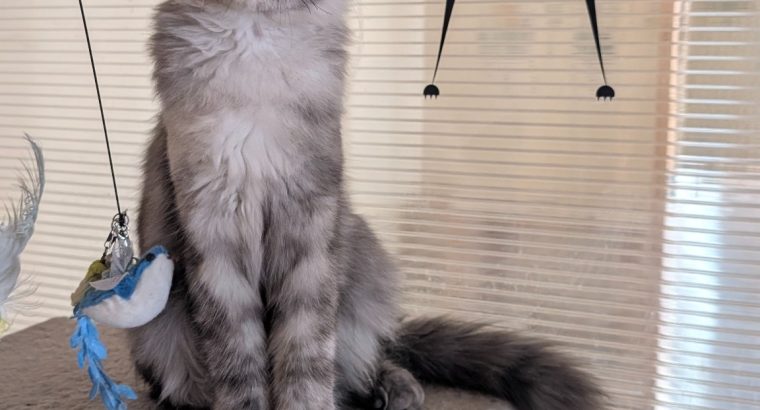Maine Coon kandúr