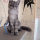 Maine Coon kandúr