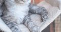 Maine Coon kandúr