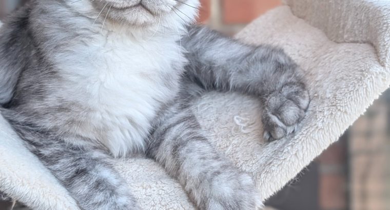 Maine Coon kandúr