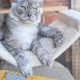Maine Coon kandúr