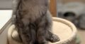 Maine Coon kandúr
