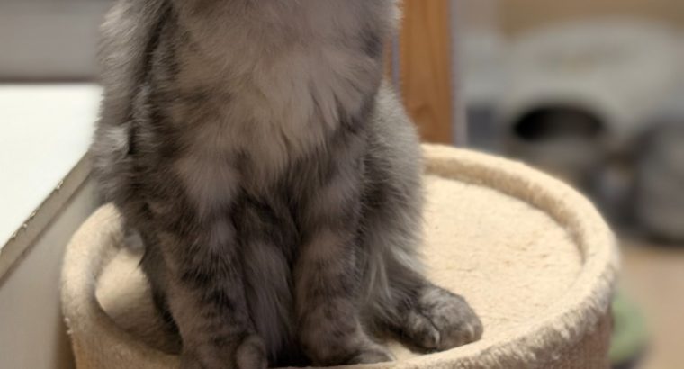 Maine Coon kandúr