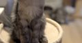 Maine Coon kandúr