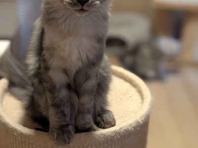 Maine Coon kandúr