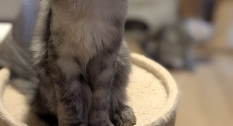 Maine Coon kandúr