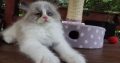 „Virginia” Ragdoll girl!😍💖🥰 😍Se